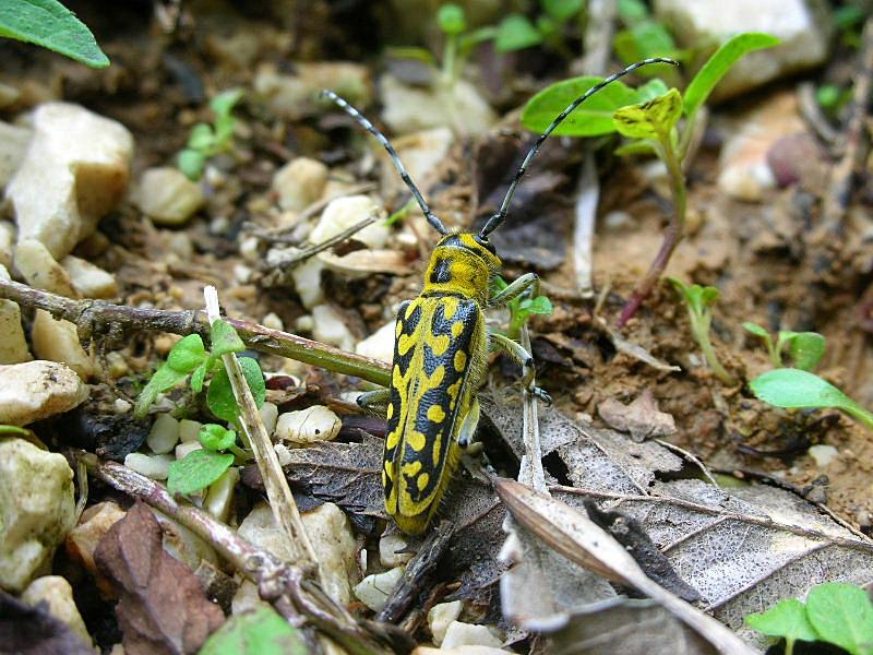 Una gitarella all''Altopiano di Caradeghe (Bs)